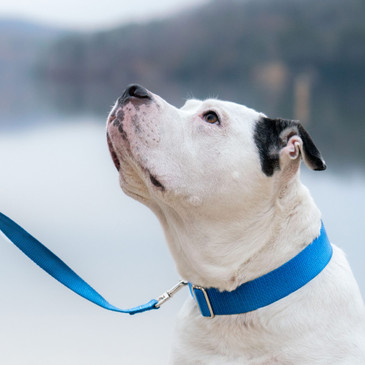White dog in blue 1.5" webbing martingale (no buckle) and matching leash